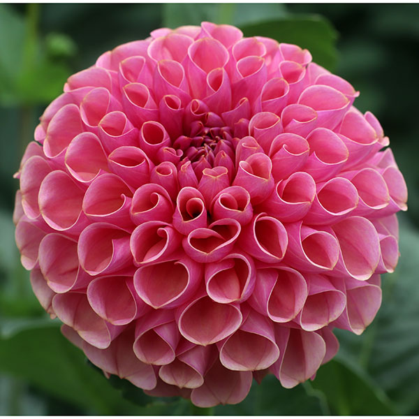 園芸ネット本店｜[26年3月中下旬予約]ダリアの球根：（ボール咲き中型