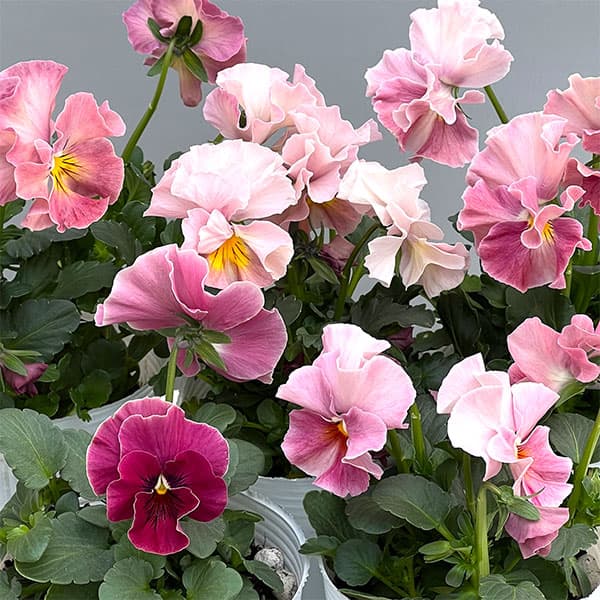 園芸ネット本店｜ビオラ（フリル咲き）：アーカイブ ピンク系3号ロング