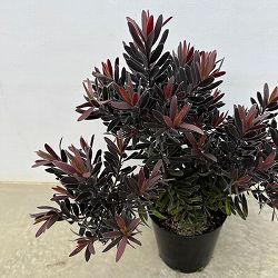 園芸ネット本店｜リューカデンドロン：ファイヤーフラッシュ4.5号