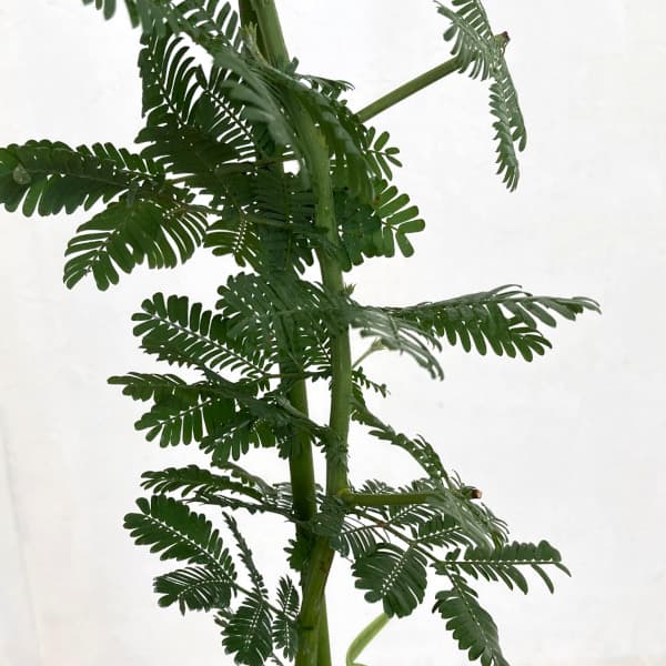 園芸ネット本店｜アカシア：ギンヨウアカシア 5号ポット の通販【公式】