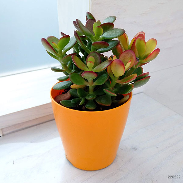 金のなる木 黄金花月 抜き苗 金のなる木 黄金花月