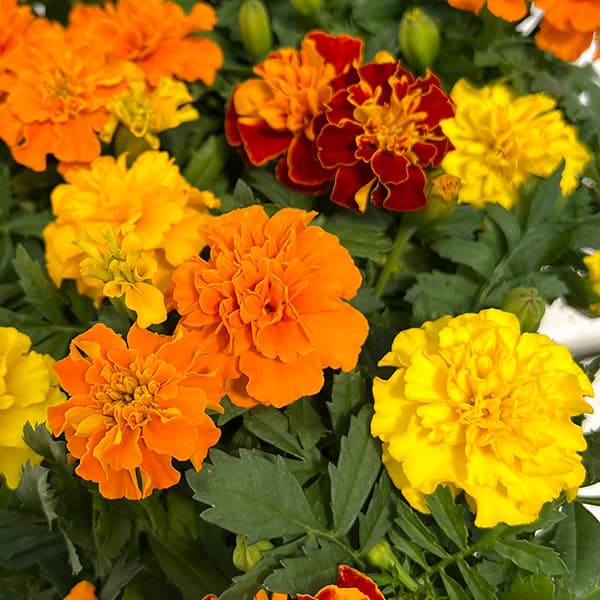 園芸ネット本店｜マリーゴールド ：ホットパック花色ミックス4.5号