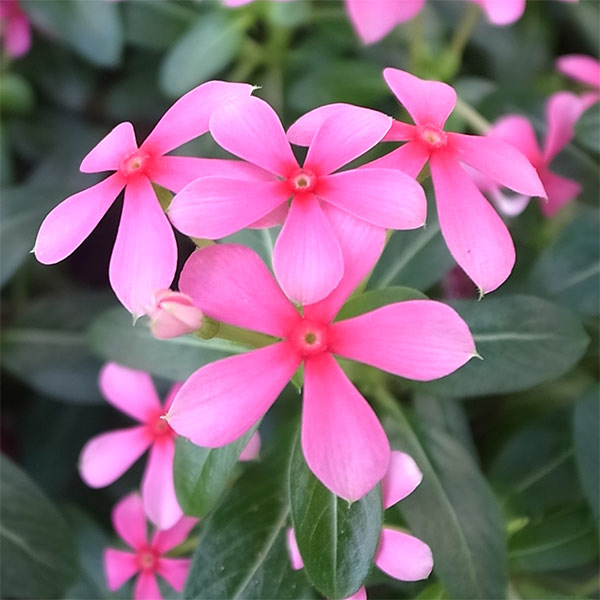 園芸ネット本店｜ニチニチソウ：夏花火 コーラル3-3.5号ポット の通販