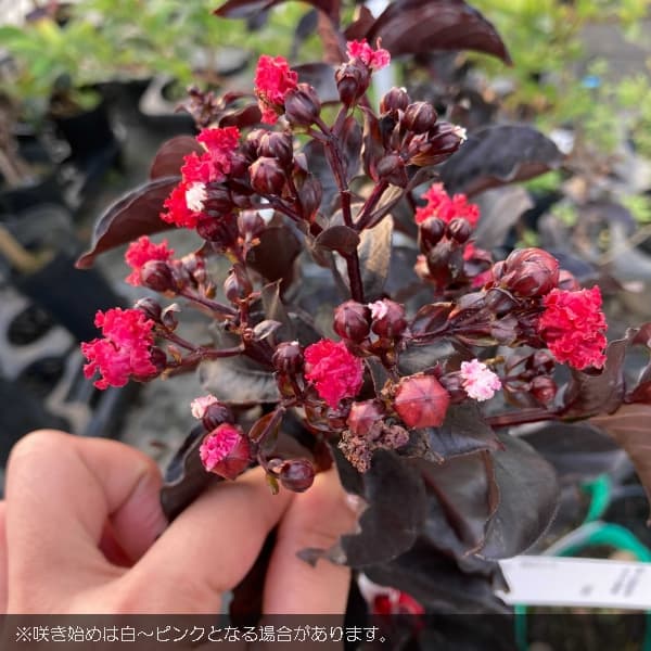 園芸ネット本店｜サルスベリ（百日紅）：ブラックパール レッド5号