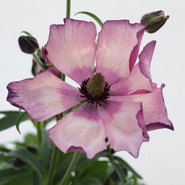 園芸ネット本店｜ラナンキュラス：ラックス エウロペ5号鉢植えカゴ入り