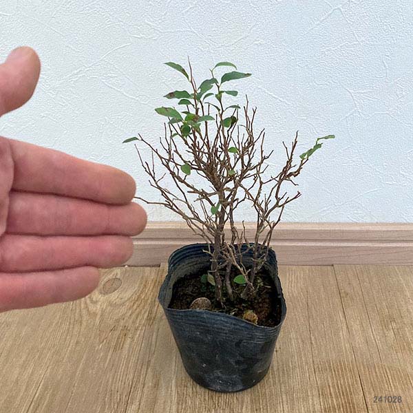 園芸ネット本店｜エゴノキ：マリモ3.5号ポット の通販【公式】