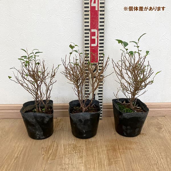 園芸ネット本店｜エゴノキ：マリモ3.5号ポット の通販【公式】