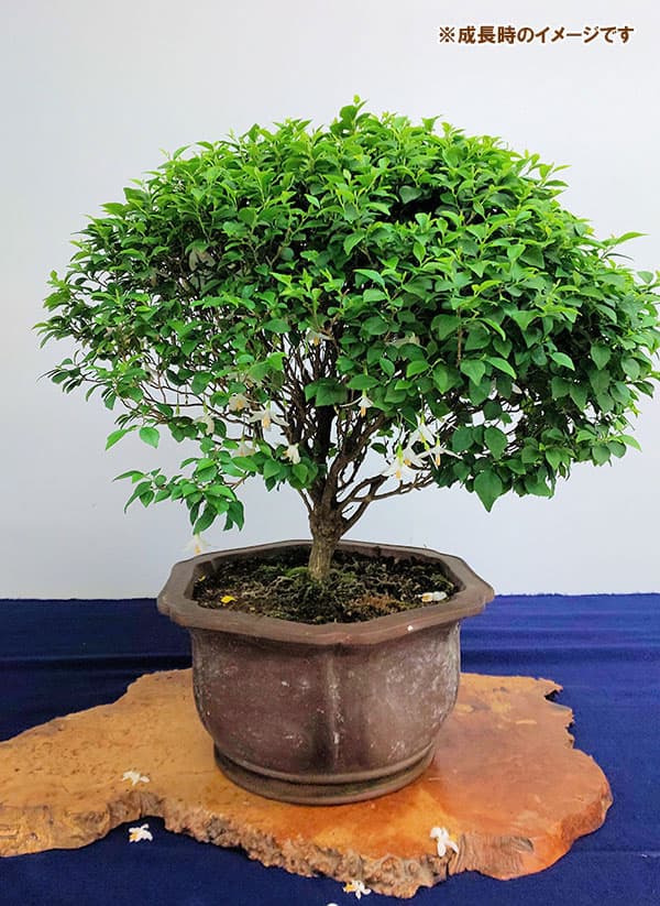 園芸ネット本店｜エゴノキ：マリモ3.5号ポット の通販【公式】