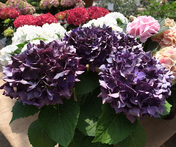 園芸ネット本店｜アジサイ：ディープパープル 5号鉢植え の通販【公式】