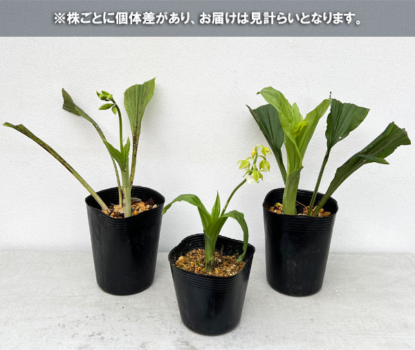 園芸ネット本店｜エビネ：黄エビネ（キエビネ）3-3.5号ポット の通販