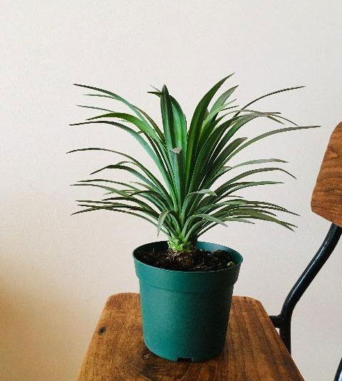 園芸ネット本店｜ユッカ：デスメティアーナ5号鉢植え の通販【公式】