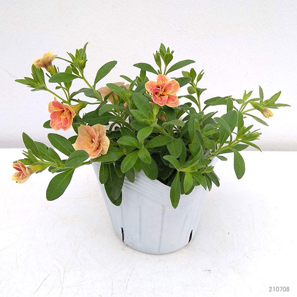 園芸ネット本店｜カリブラコア：カメレオン ダブルデザートローズ3.5号