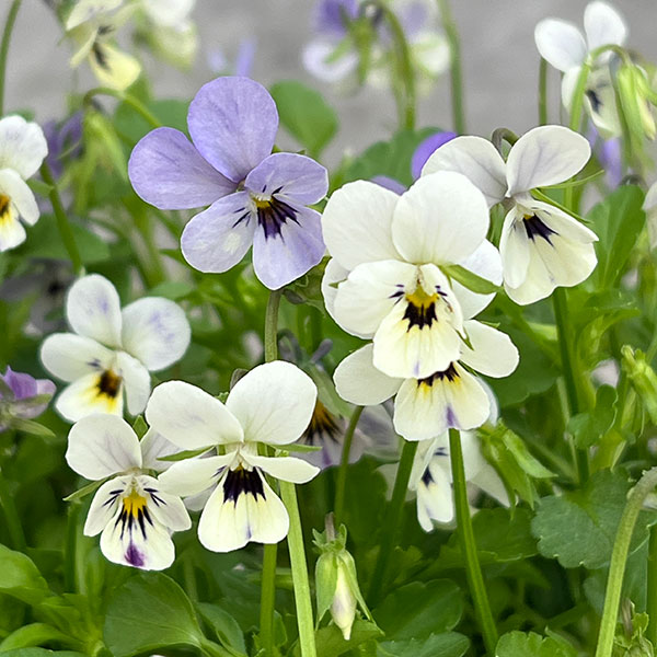 園芸ネット本店｜MSKガーデン極小輪ビオラ：フルーレット