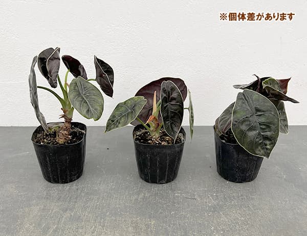 園芸ネット本店｜アロカシア：アズラニー 3.5号ポット の通販【公式】