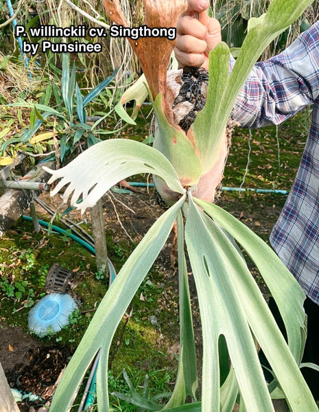 園芸ネット本店｜[送料無料]（わけあり特価）ビカクシダ（コウモリラン