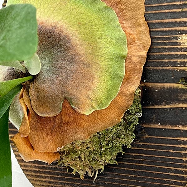 園芸ネット本店｜ビカクシダ（コウモリラン）：フーンシキQQ 板付け