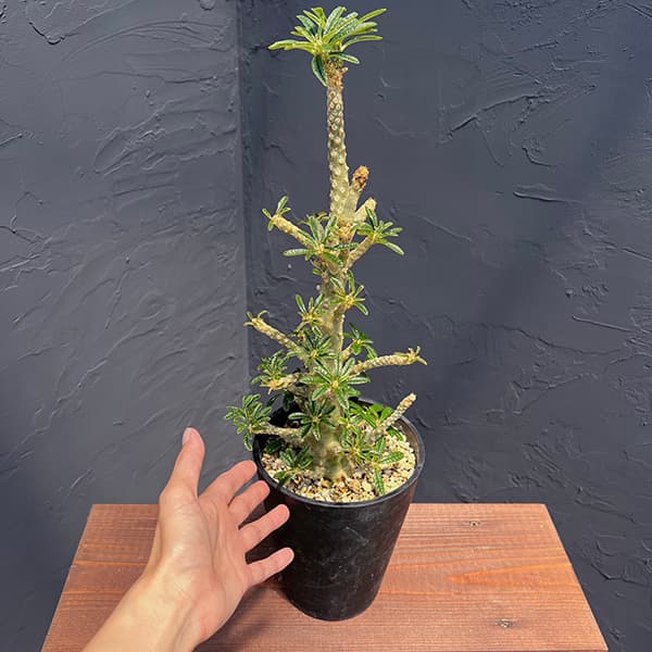 園芸ネット本店｜ドルステニア：ギガス 5号23-02 の通販【公式】