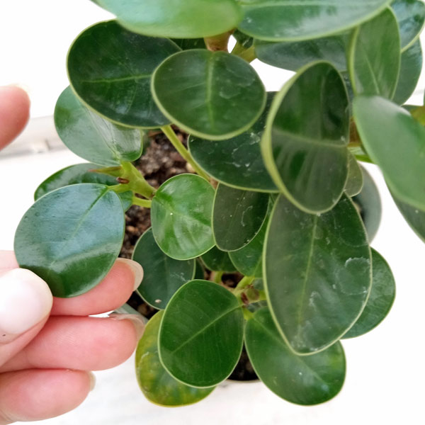 園芸ネット本店｜ガジュマル：ミニパンダガジュマル（コパンダ