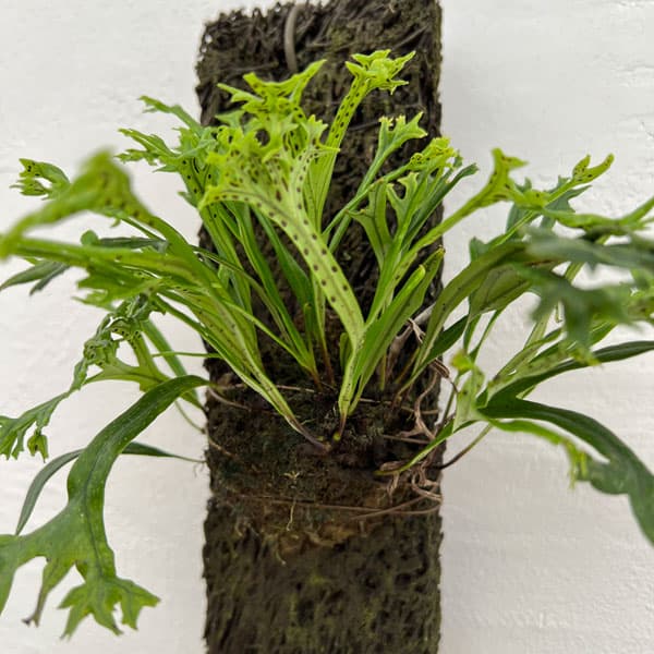 園芸ネット本店｜ノキシノブ：平獅子 ヘゴ板仕立て の通販【公式】