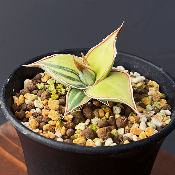 園芸ネット本店｜サンセベリア：ピングイキュラ 斑入り 2.5号鉢植え の