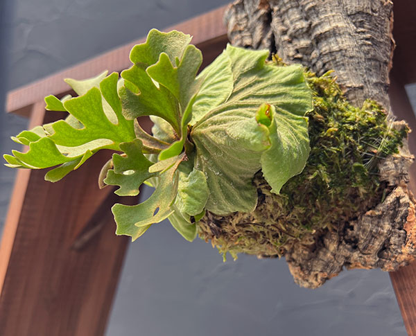 園芸ネット本店｜ビカクシダ（コウモリラン）：リドレイドワーフ