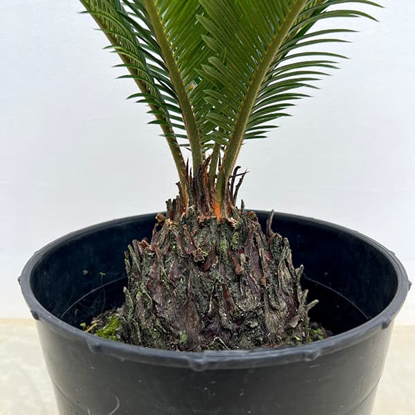 園芸ネット本店｜[ザ・ファームセレクト]ソテツ：斑入りソテツ 7号25