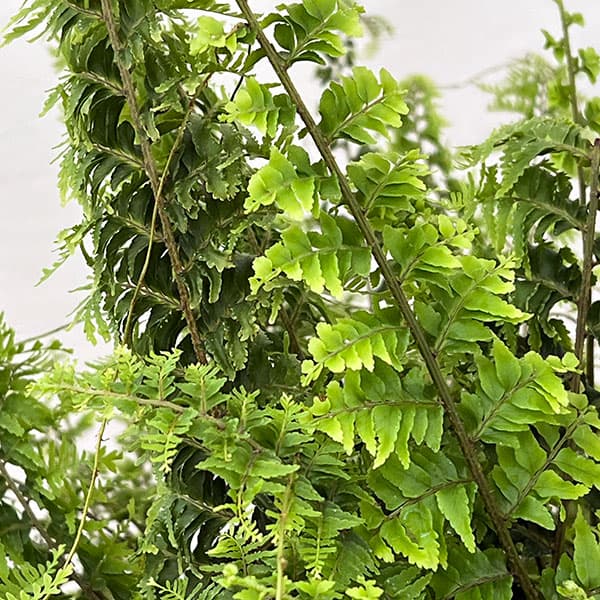 園芸ネット本店｜ネフロレピス：グリーンファンタジー 7号吊り鉢 の