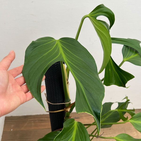 園芸ネット本店｜モンステラ：ディセラータ バールマルクスフレーム 8