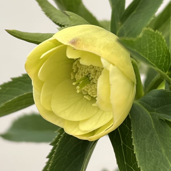 園芸ネット本店｜大和園さんのクリスマスローズ：26-10ダブル／4.5号