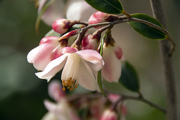 園芸ネット本店｜カメリア：エリナカスケード7号鉢植え の通販【公式】