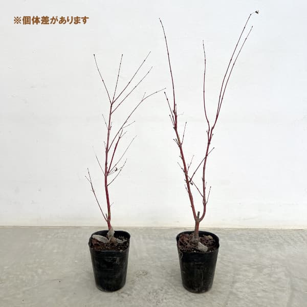 園芸ネット本店｜モミジ：珊瑚閣（サンゴカク）3.5号ポット の通販【公式】