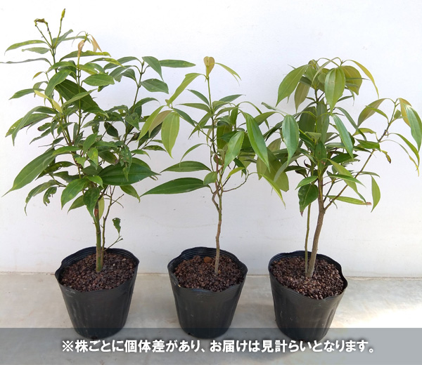 園芸ネット本店｜ニッケイ（肉桂）：本ニッケイ（ニッキ）5号ポット の