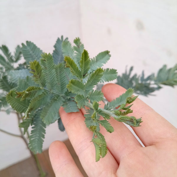 園芸ネット本店｜アカシア：ギンヨウアカシア 5号ポット の通販【公式】