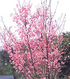 園芸ネット本店｜「シンボルツリーにおすすめの樹木」の栽培ガイド【公式】