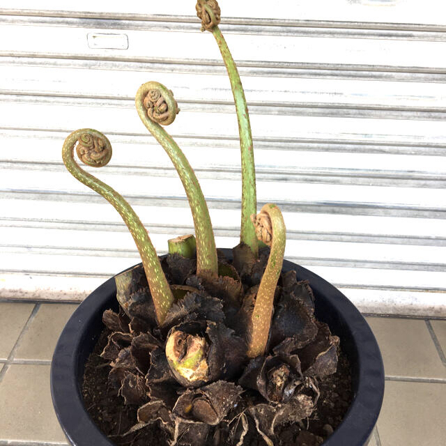 超特大！！ リュウビンタイの通販 by PLANTS SHOP ｜ラクマ