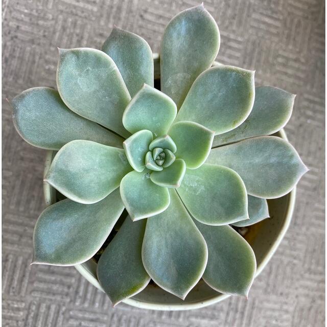 多肉植物 エケベリア エレガンス カット苗 1個の通販 by Hiropong's