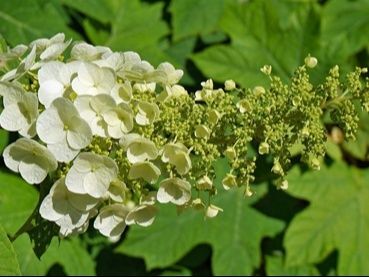 初心者でも楽しめるカシワバアジサイ栽培ガイド「柏葉紫陽花/Oakleaf