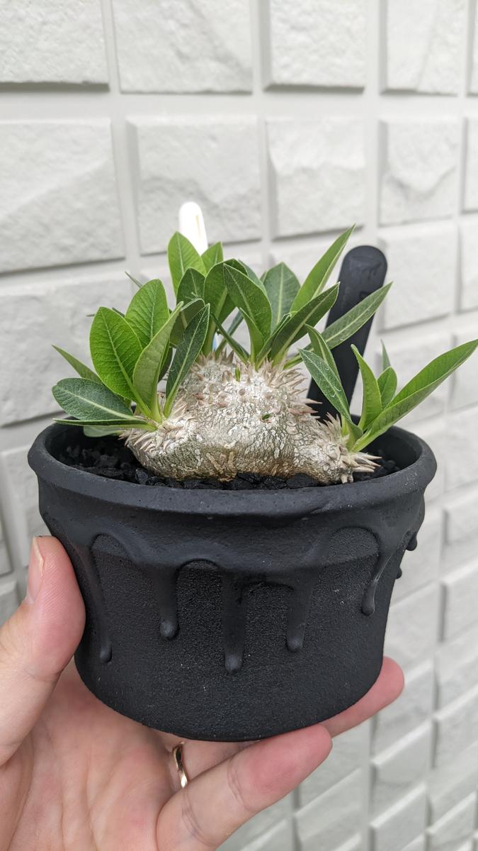 パキポディウム ブレビカウレを育ててみる｜そだレポ（栽培レポート