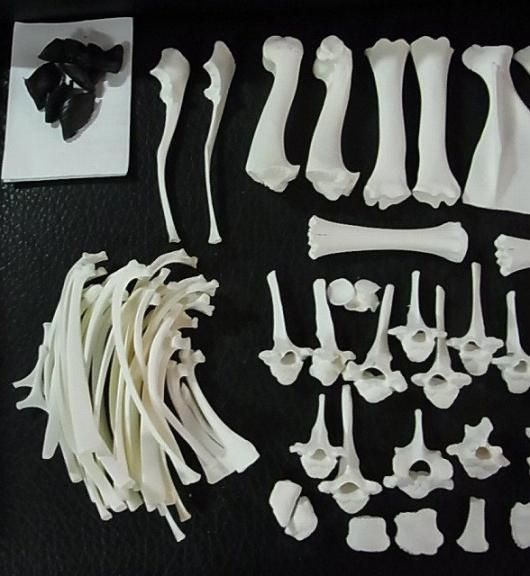 高品質！ ヴァレーブラックノーズシープの全身骨格標本（オス） ☆即納
