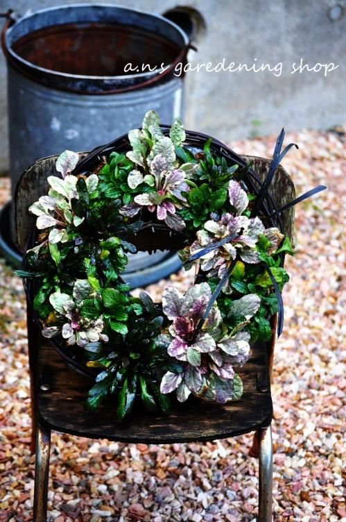 ガーデニング用品や多肉植物の通販サイト｜A.N.S*ナチュラルガーデニング