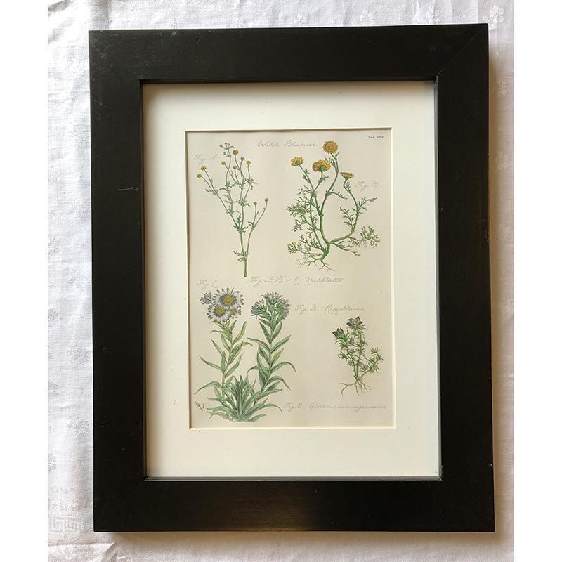 繊細なタッチのボタニカルアートフレーム植物画