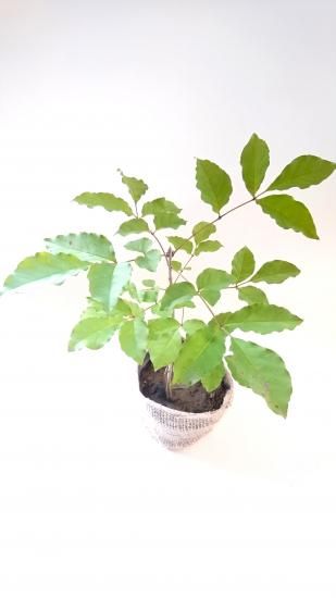 雑木の苗木3種類セット（アオダモ、山もみじ、エゴノキ）(各苗木 H=約