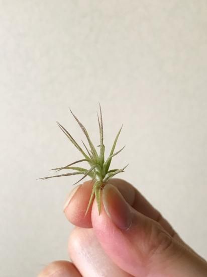 チランジア・リーガルルネ T.Regal Rene (T. streptophylla × T