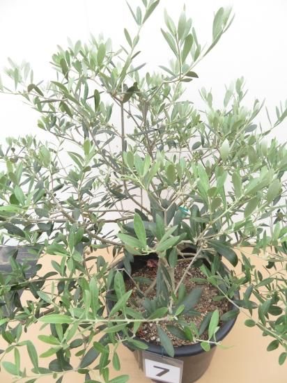 Nevadillo blanco ネバディロブランコ／太木挿し13号7番／NE-8-001