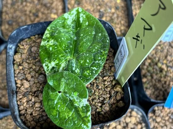 天城カンアオイ【銘 銀天】 神秘のカンアオイ 希少種！ - カンアオイ