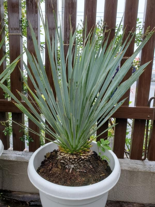 特価】ユッカ「ロストラータ」 - 見元園芸webshop