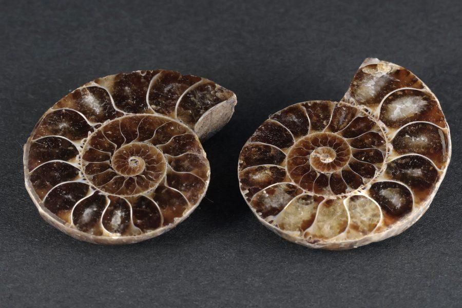 アンモナイト 化石 ペア 31.1g｜天然石 化石 通販 キラリ石