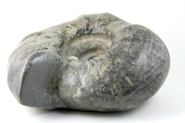 アンモナイト化石 北海道産 アナゴードリセラス 1.1kg｜キラリ石