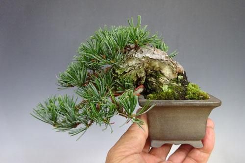 五葉松 (宮島性) 【 22 B ― 61 】 - 小品盆栽専門店 湘風園オンライン