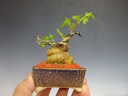 桑 【 25 B ― 06 】 - 小品盆栽専門店 湘風園オンラインショップ